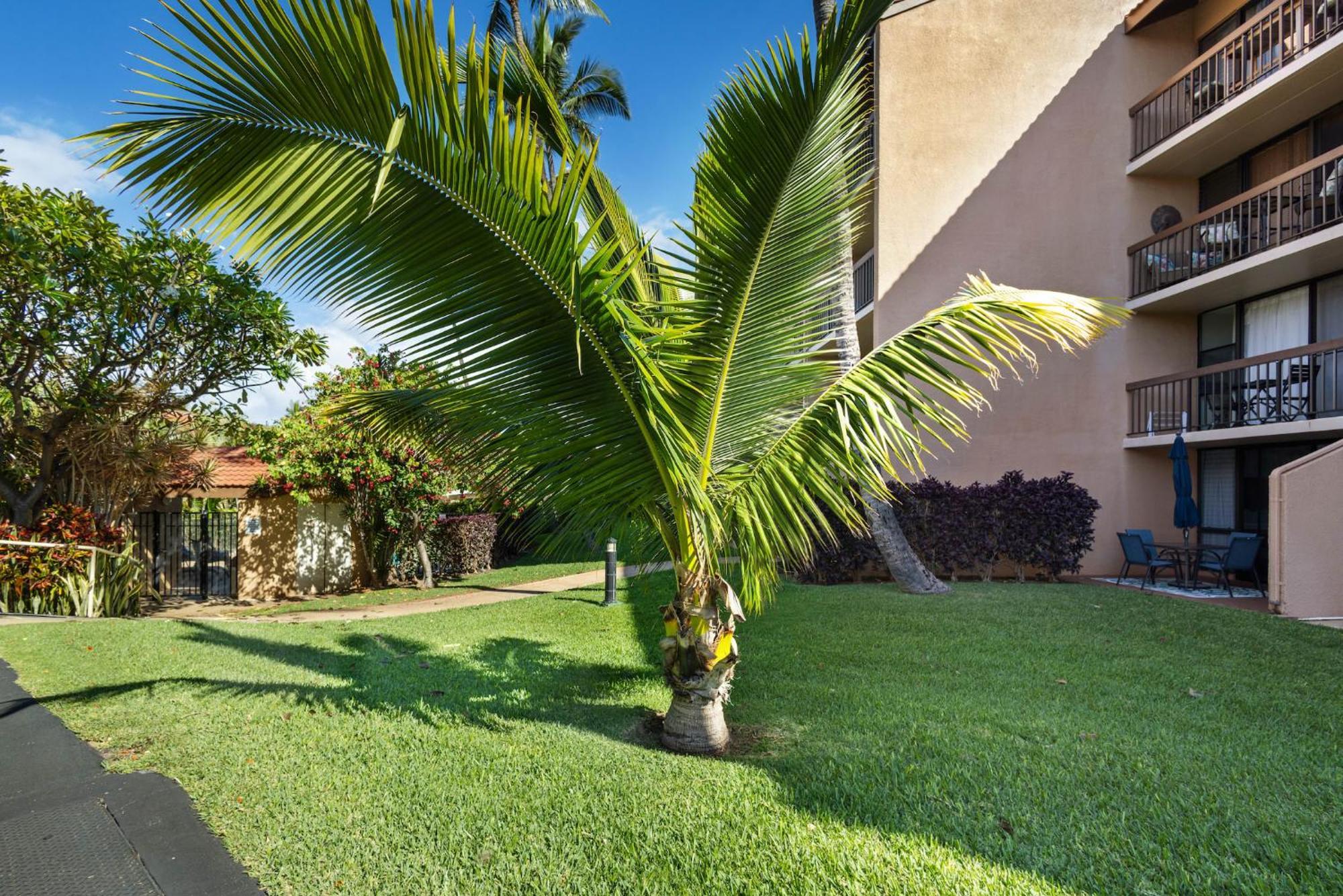 Welcoming Serene Tropical Get-away At The Pool * Kihei
